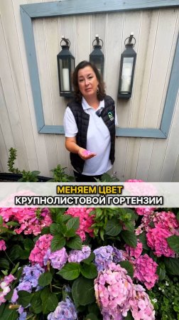 Как поменять цвет крупнолистовой гортензии?