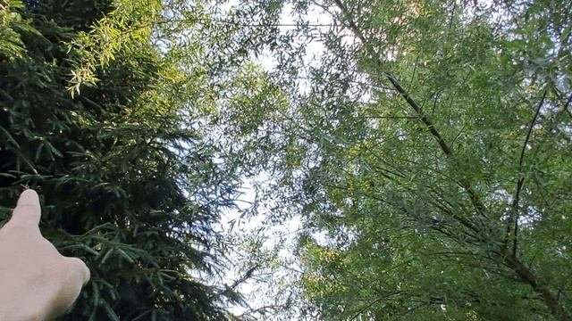 Первая половина Июля. Дом в деревне. +30 С° Парники, огурцы, перцы, помидоры.