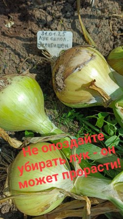 Что случится с луком, если опоздаете с уборкой - показываю!