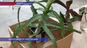 Своп прошёл в Нижнем Новгороде