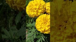 Желтые солнечные шарики на прогулке ( 14 июля)