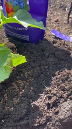 🥒Витамины АМИНОСИЛ — идеальный помощник в выращивании огурцов