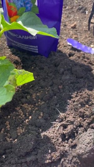 🥒Витамины АМИНОСИЛ — идеальный помощник в выращивании огурцов