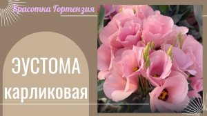 Эустома карликовая. Начало цветения 🌺🌿😍