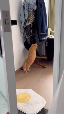 Наш TG https://t.me/liveofcats