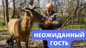 НЕОЖИДАННЫЙ ГОСТЬ!