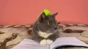 КОТИКИ В ШКОЛЕ-НОВЕНЬКИЙ