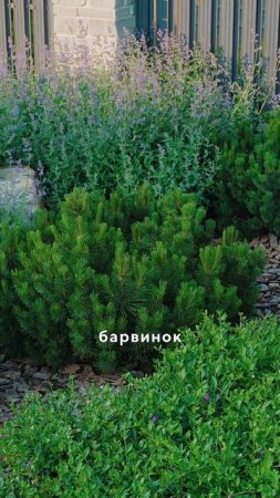 Как вы относитесь к таким решениям для участка? #ландшафт #дача #садоводничество #стройка #обзордачи
