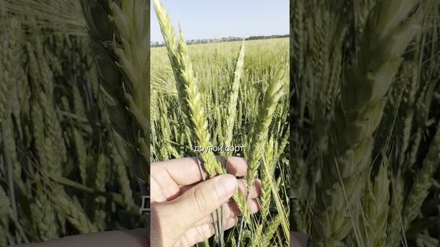 Регламентация процессов растениеводства для повышения качества полевых работ #агроном