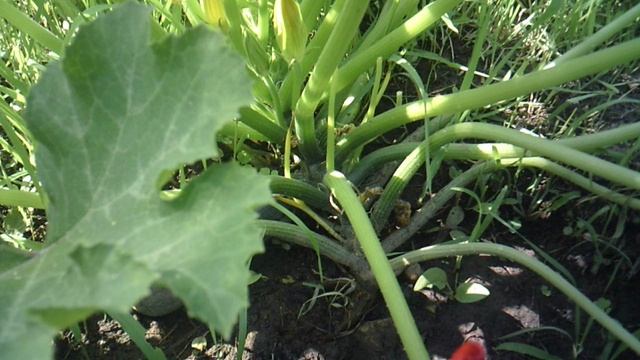 В поисках растительного электричества измеряю культурный кабачок