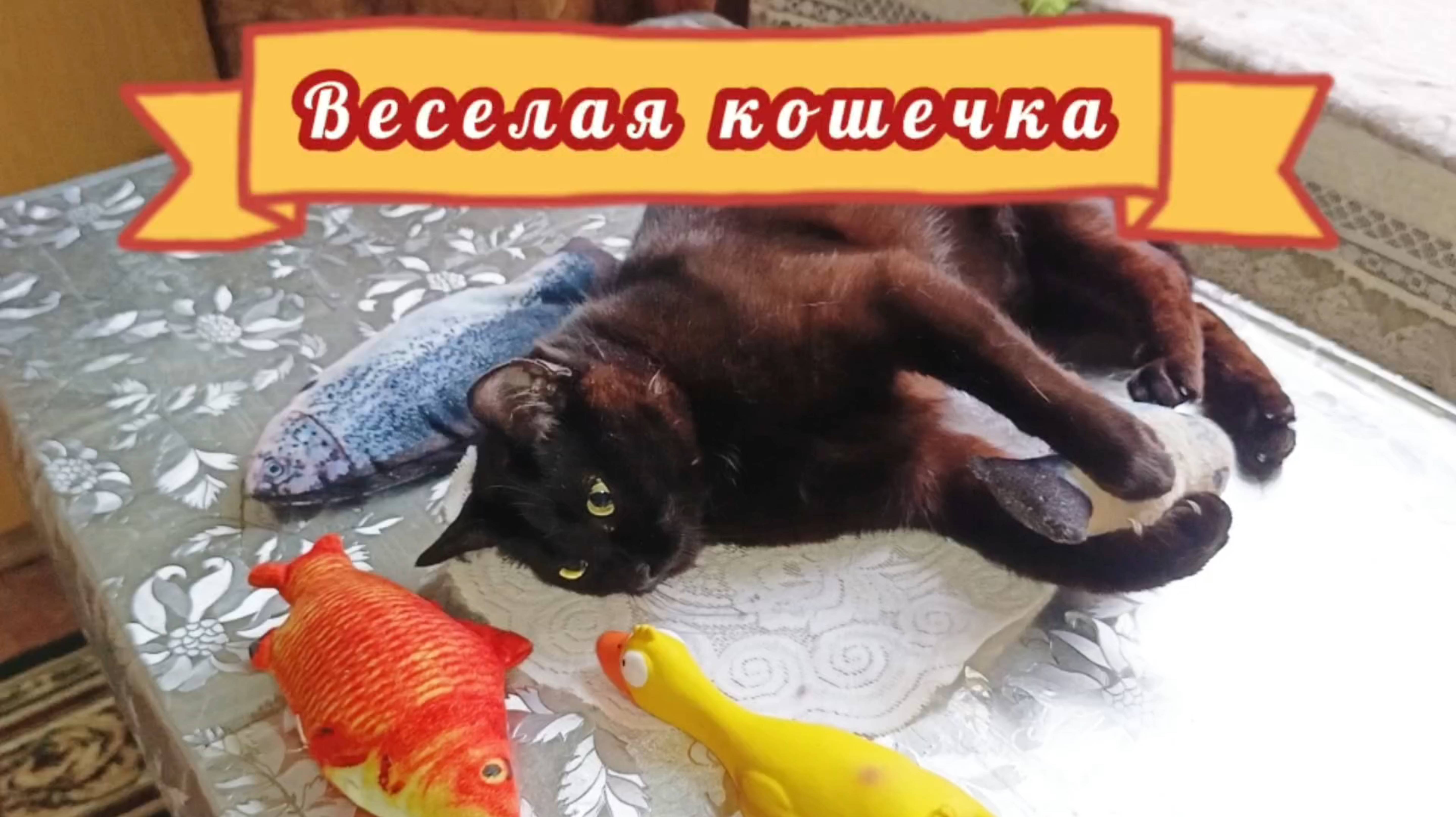 Веселая кошечка .