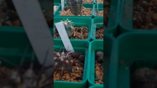 Кактусные новости