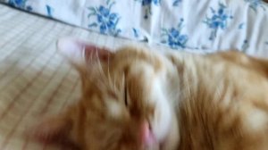 lv_0_20250714121350.mp4