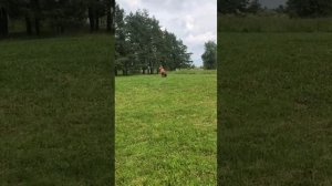 9.  выражено/перв YAMAMOTO V. MAIR HOF (De Orse Mak Flai Yagor – Houp 2 v. Mair Hof)