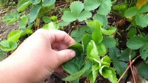 Деревенская жизнь / занимаюсь клубникой 🙋.