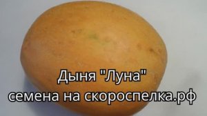 Дыня сорта "Луна". Скороспелая, растёт в Сибири под открытым небом. Семена у нас на скороспелка.рф