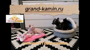 Купить ками!