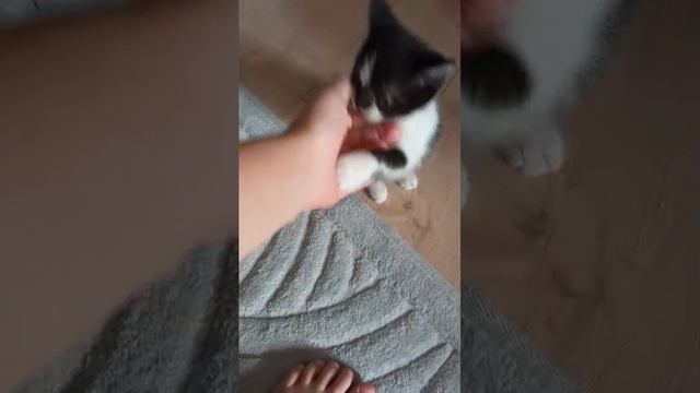 кошька