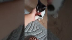 кошька