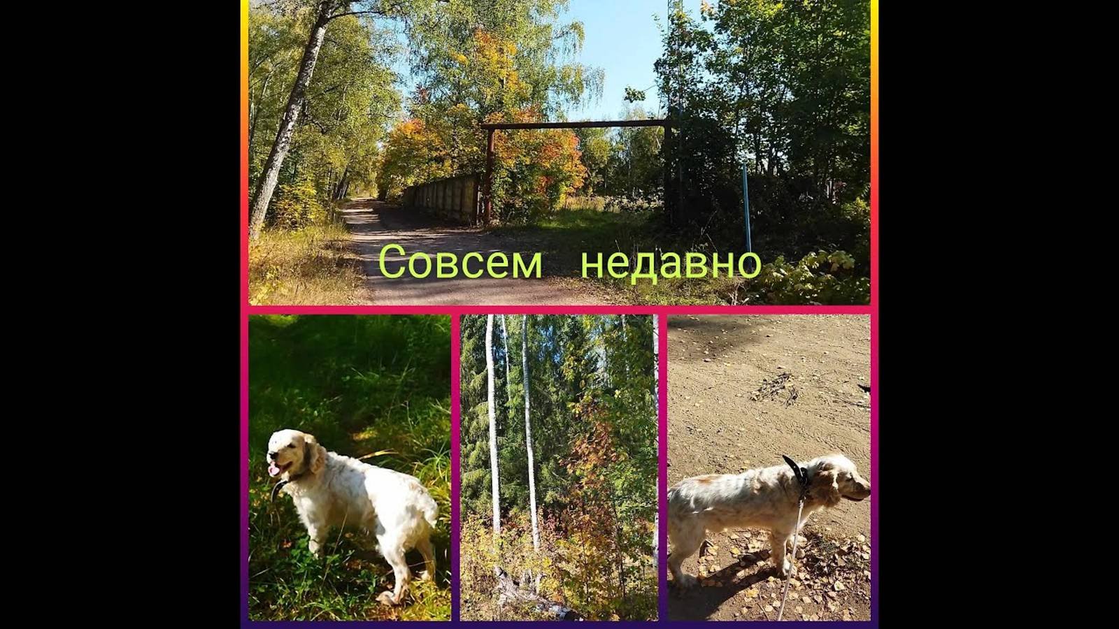Совсем недавно #прогулкассобакой #собака  #кокерспаниель #осень #краскиосени