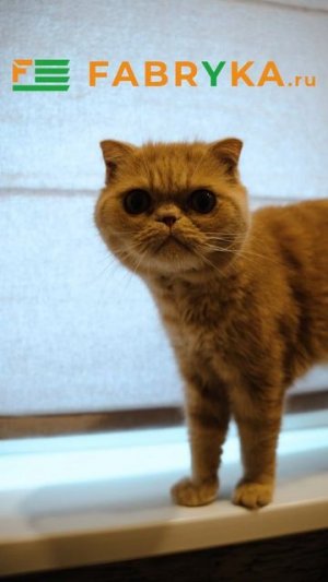 Ох уж эти хозяева, как понапридумывают всякого... но красиво, конечно 🐱