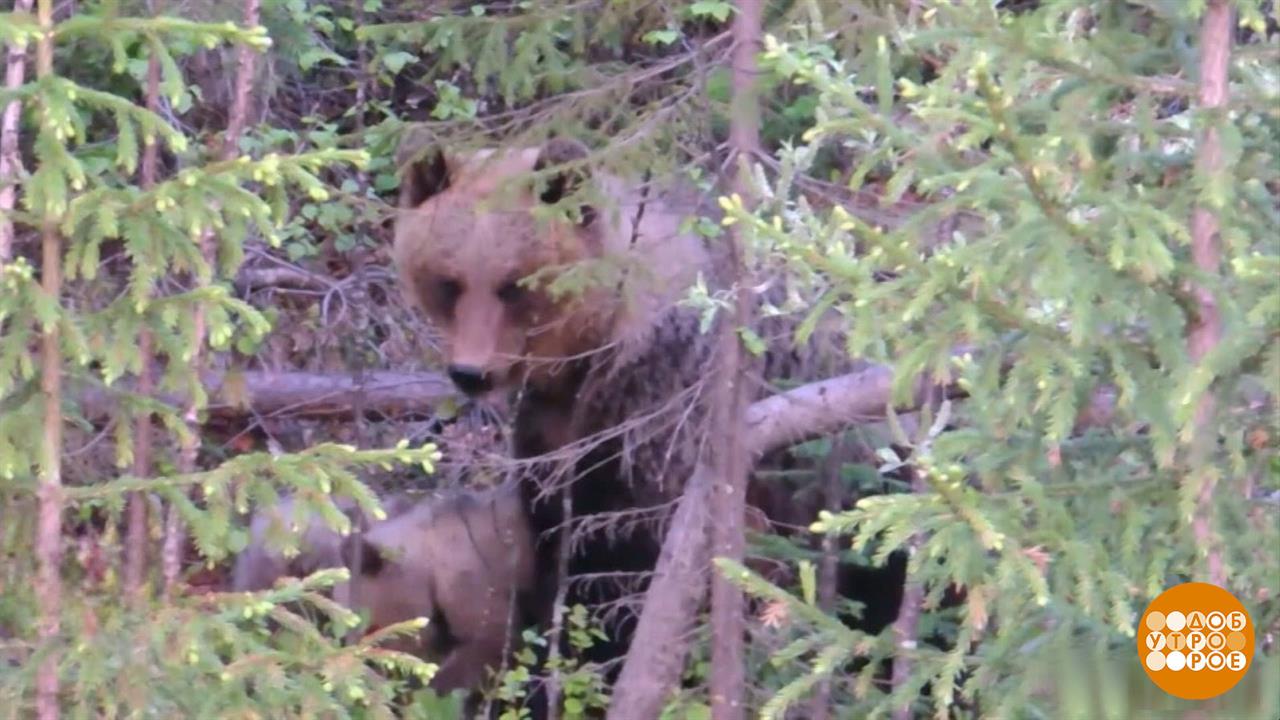 Мишки, мы вас не звали! Доброе утро. Фрагмент выпуска от 14.07.2025