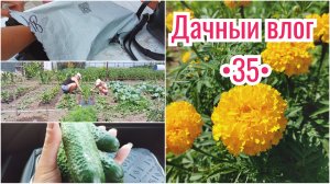 НАВОДИМ ПОРЯДОК В ГРЯДКАХ // ПОКУПКИ // ПОГОДА ОЧЕНЬ ЖАРКАЯ