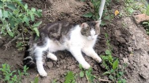 Котик в огороде