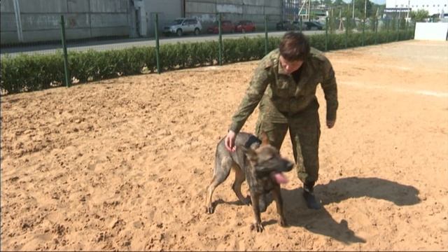 Два щенка немецкой овчарки поступят на службу в кинологический отдел Иркутской таможни