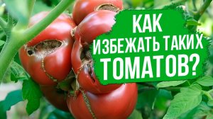 Махровые цветки у томатов - ЧТО ДЕЛАТЬ?