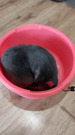 ставьте лайки котику