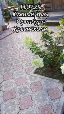 🌼 Гортензии,Лилии любимые цветы 💐