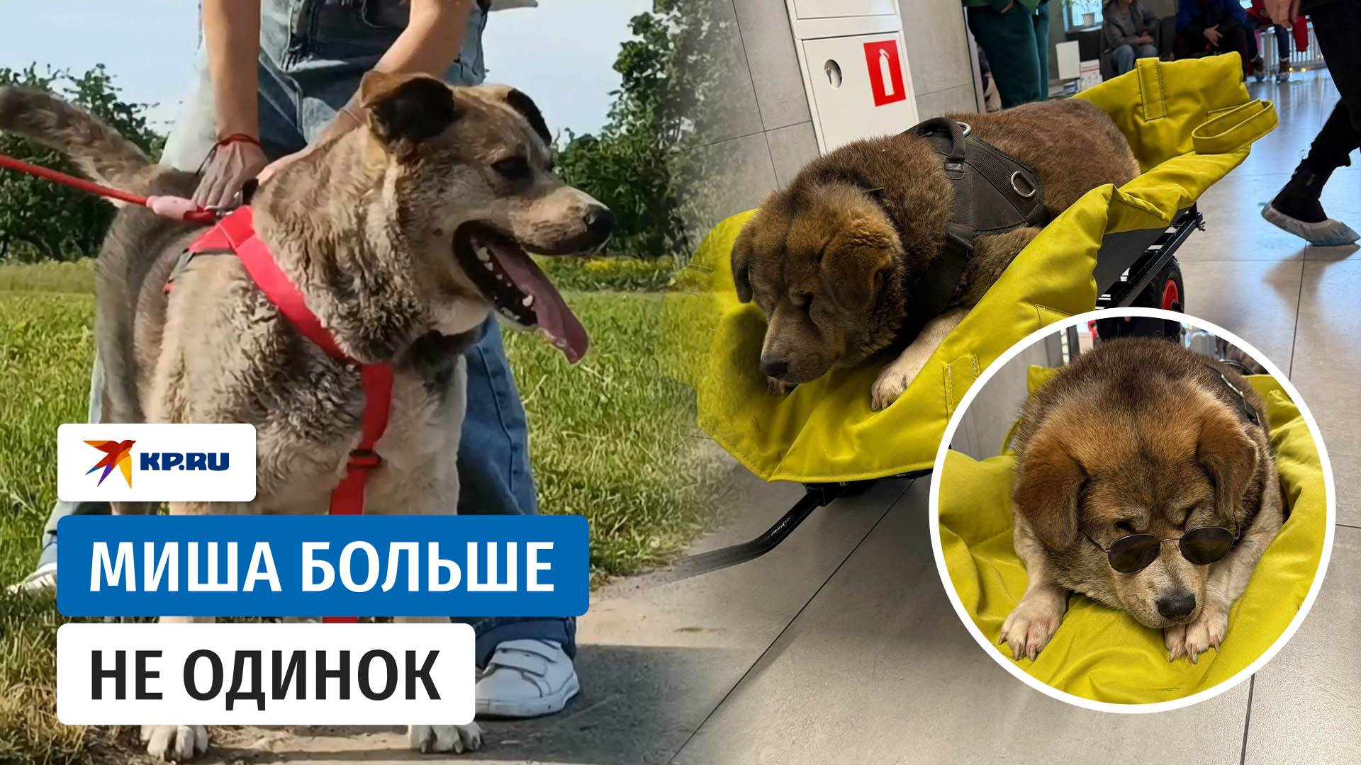 Похудел на 16 кг и начал ходить: волонтёры спасли пса со страшным ожирением
