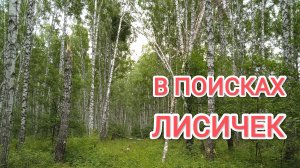 В тайгу с Хаски за лисичками Комары нас чуть не съели