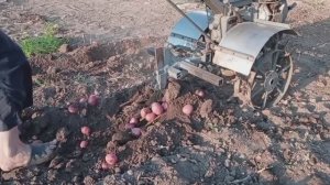 Копаем картофель,мизерный урожай 2025.