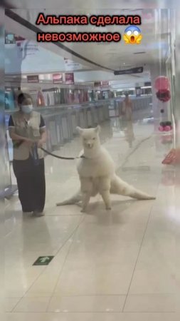 Это не ИИ #альпака #юмор #развлечения #shorts #short #shortvideo #video #reels #рилс #новости #тренд