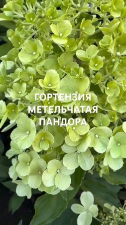 Гортензия метельчатая «Пандора» — королева вашего сада 🌸
