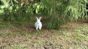 Полдня бегал, чтобы фото сделать, теперь полдня бегать, чтобы фото отдать 🐰