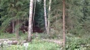 Валка деревьев - LiWood