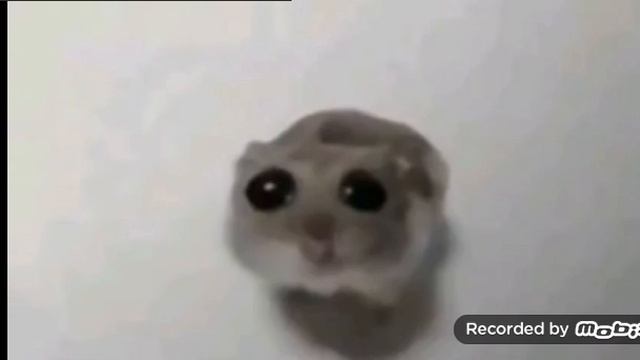 Мем грустный хомяк с большими глазами. Подпишитесь пожалуйста на мой канал. 🥺Мне будет приятно.