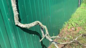 Круги на полях