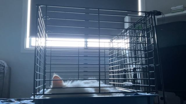 Этот милый котик любит спать в тишине при лунном свете