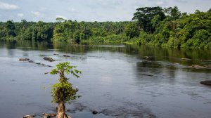 Камерун — река креветок