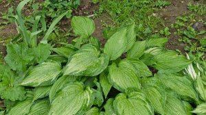 1000005144.mp4 Цветочный рай