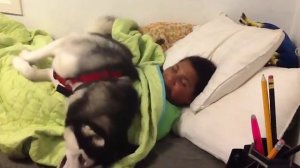 Хаки не даёт будить ребёнка) ПРИКОЛЫ СОБАК И ЛЮДЕЙ