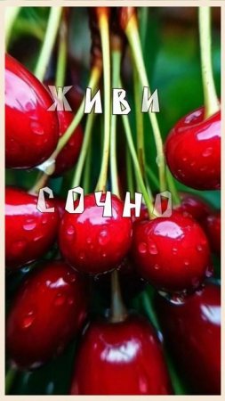 живи ярко