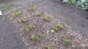 Обрезка листьев клубники после урожая