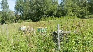 хорошо в деревне летом!