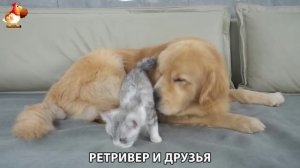 Золотистый ретривер и его друзья милые питомцы 🐕 выпуск (185)