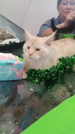 продажа малышей😻